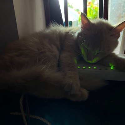Wifi 🐈 🫣🤣🤣