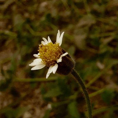 Tridax procumbens

