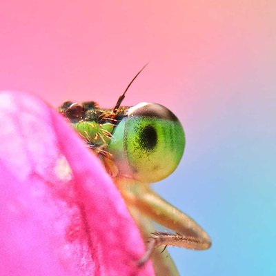 A Dragonfly