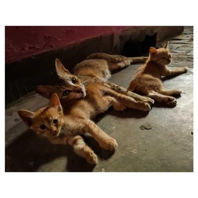 My pets