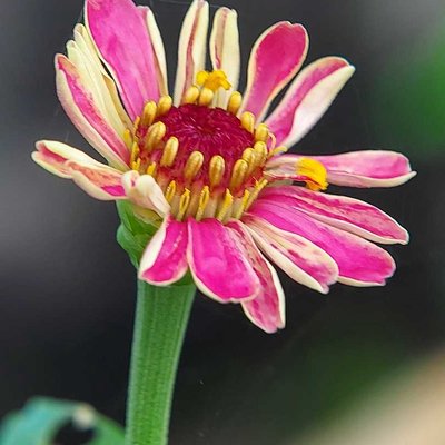 Zinnia 