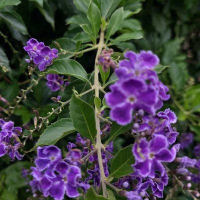 plant