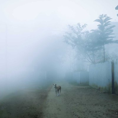 Street Dog & winter morning ✨
