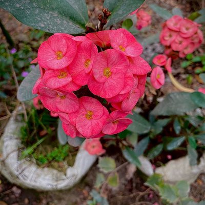 Red beauti
