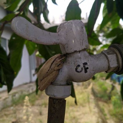 KATAK POHON