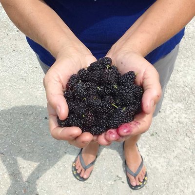 Moras 