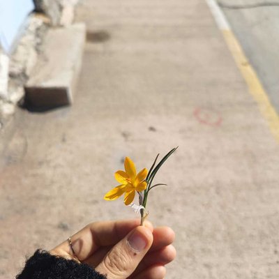 baharın habercisi çiğdem çiçeği 💐