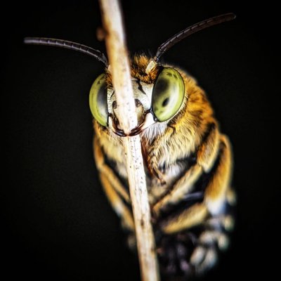 What can it Bee?