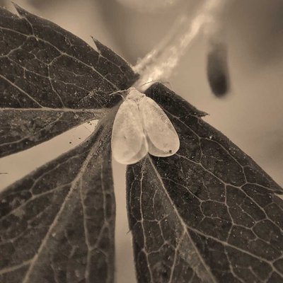 is this a tiny moth ?