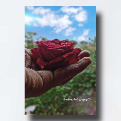 ♥.. Red Rose 🌹.. ♥