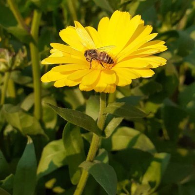 🐝 on flower 🌺
