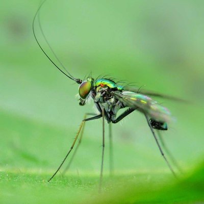 Long Legged Flies 
