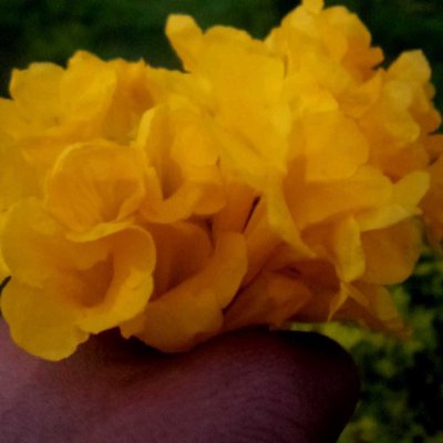l love this yellow flower