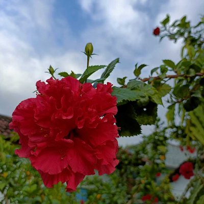 followers photography 