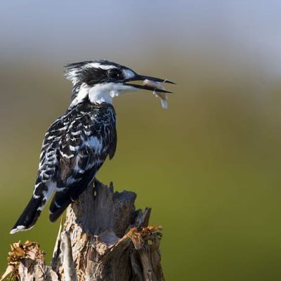 Pied Kingfisher!