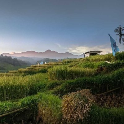 Sawah