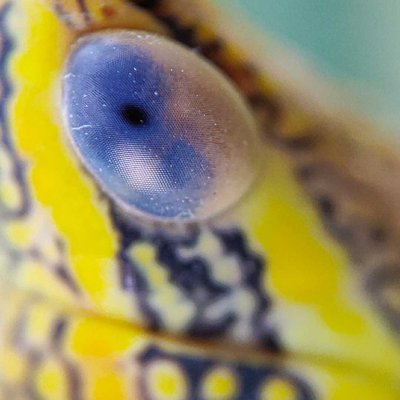 Eye.