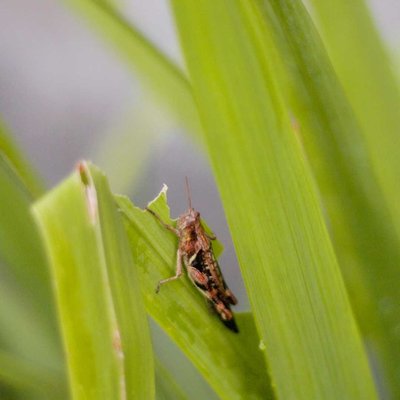 A grasshoper