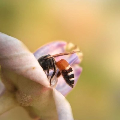 Dwarf bee