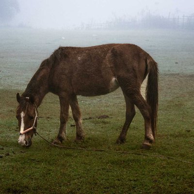 Horse. 