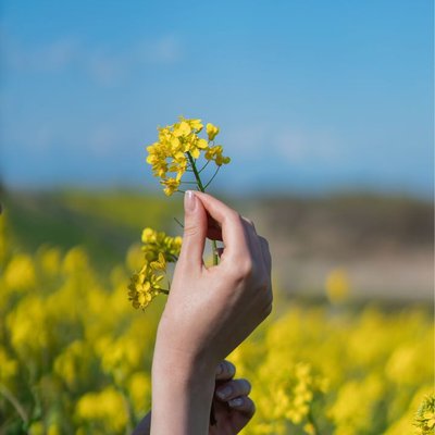 canola 