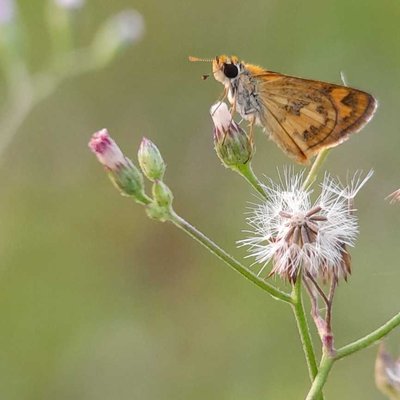 Hesperiidae