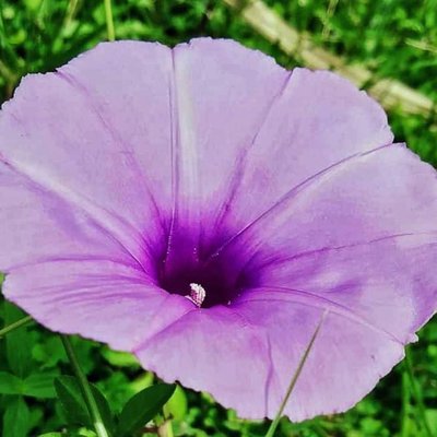 Morning Glory / Glory Morning