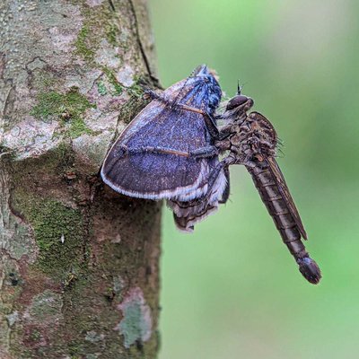 Robberfly tanah 