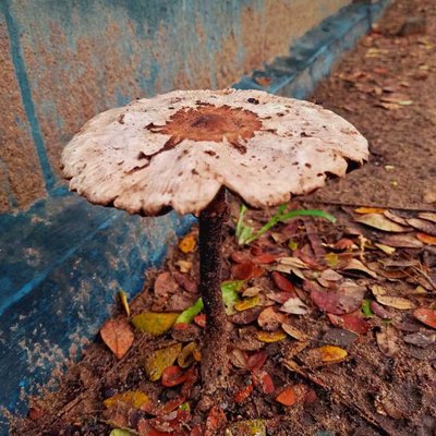 Fungi