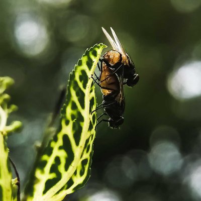 Mating 