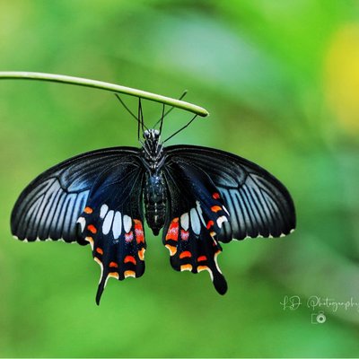 Common Mormon butterfly (Papilio polytes)
