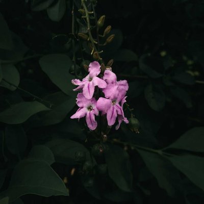 Pink Flower