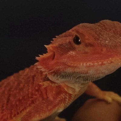 Gecko
