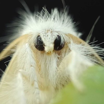 Venezuelan Poodle Moth
