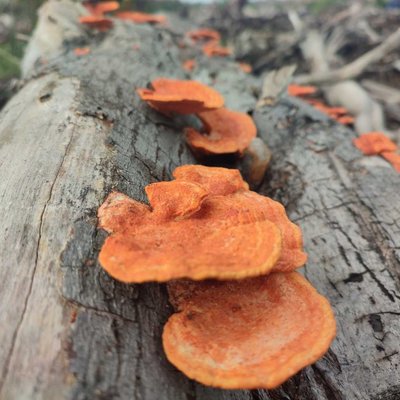 Northern cinnabar polypore
