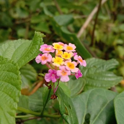 Tembelekan