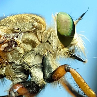 robber fly