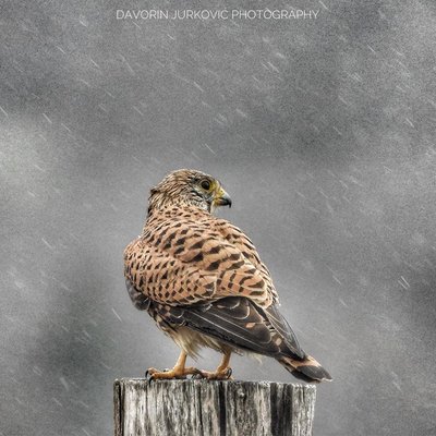 in the rain