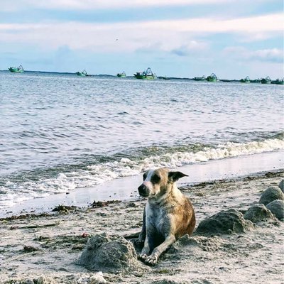 stray dog