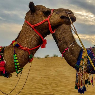 Camel : Ship of the Desert