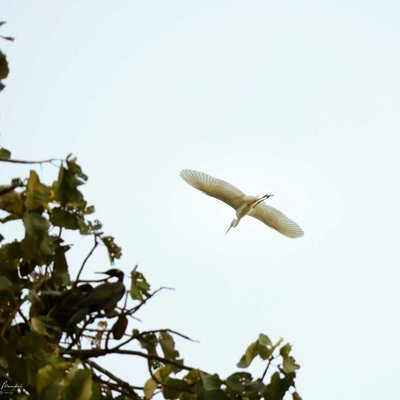 Egret 