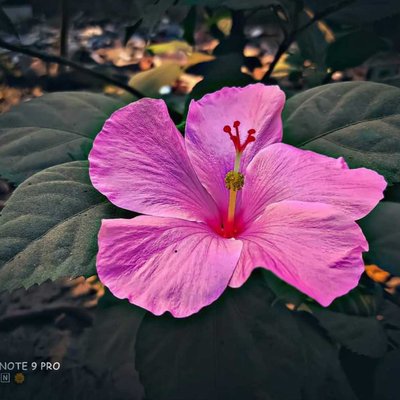 flowers beauty