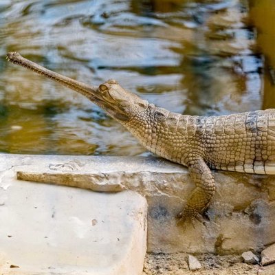 Ghariyal (Alligator)