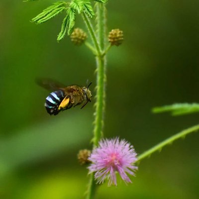 flying flowers