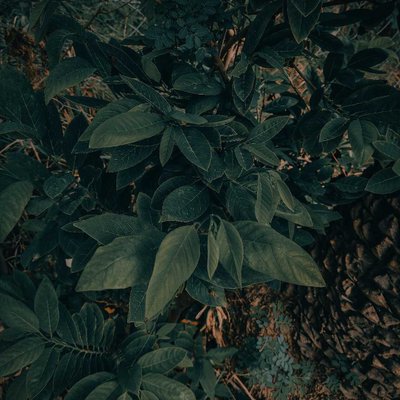 💚🍃🌿