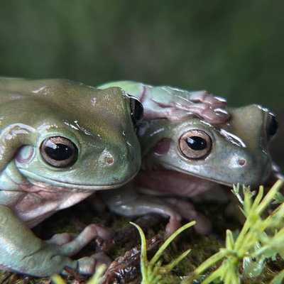 Dumpy Frog