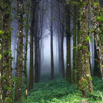 Bosque  Nacional Montecristo