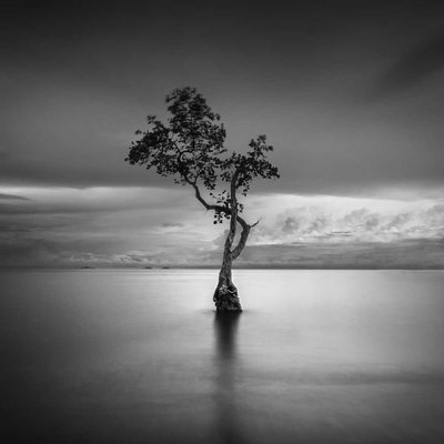 Lonely Tree 