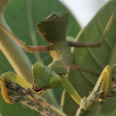 mantis 