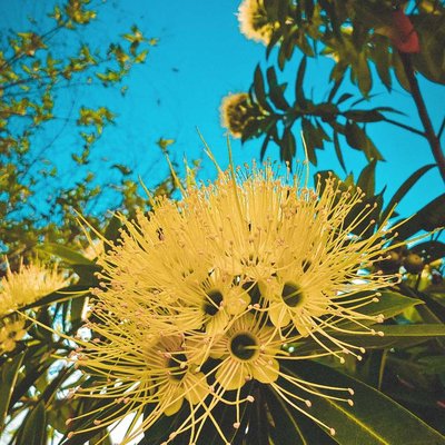 Xanthostemon Chrysanthus....